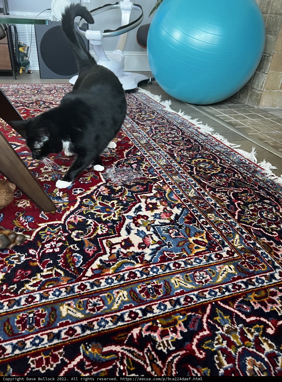 Feline Floor Art