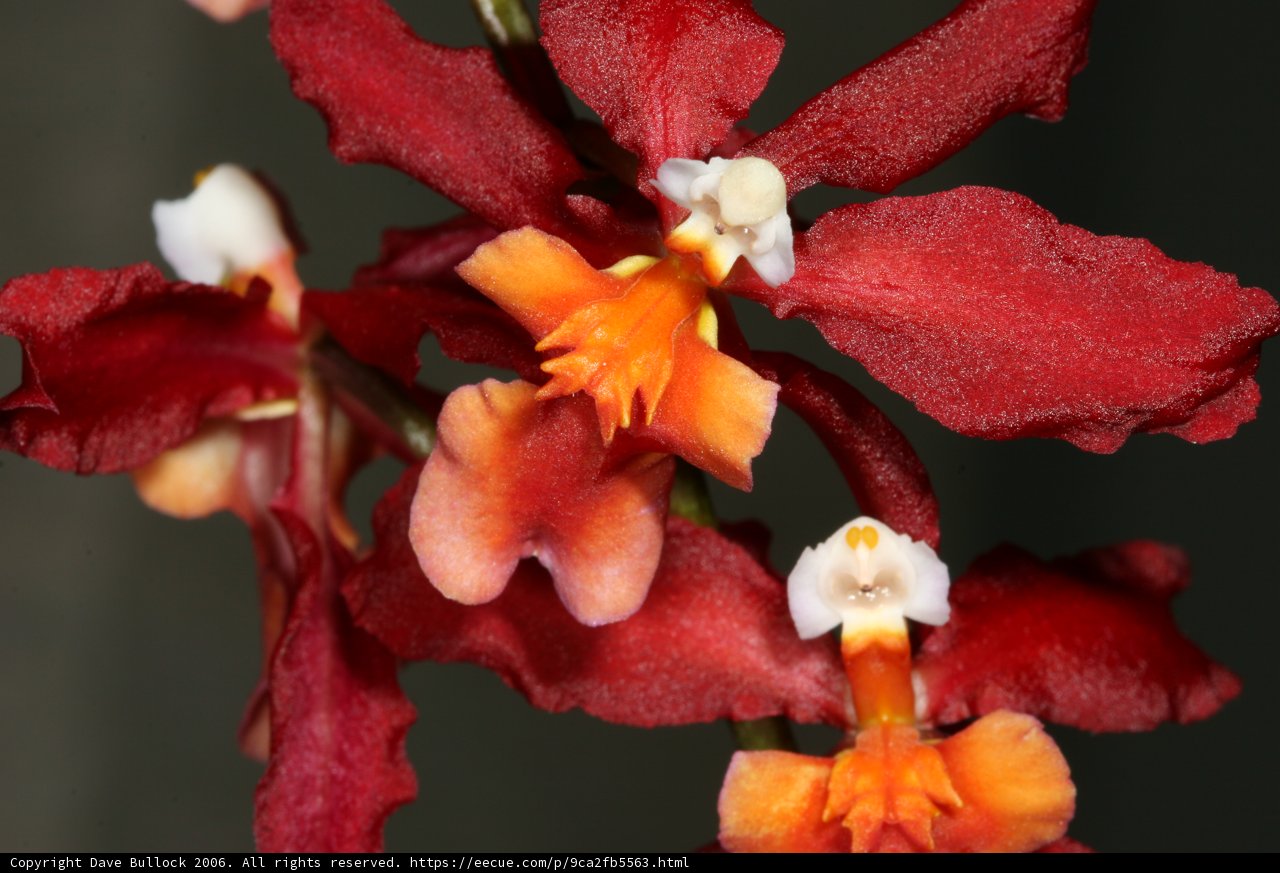 Vibrant Colors of a Red and Orange Orchid