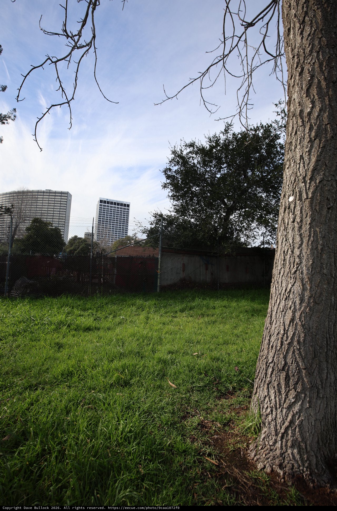 Urban Park Tree Against City Skyline at Dusk