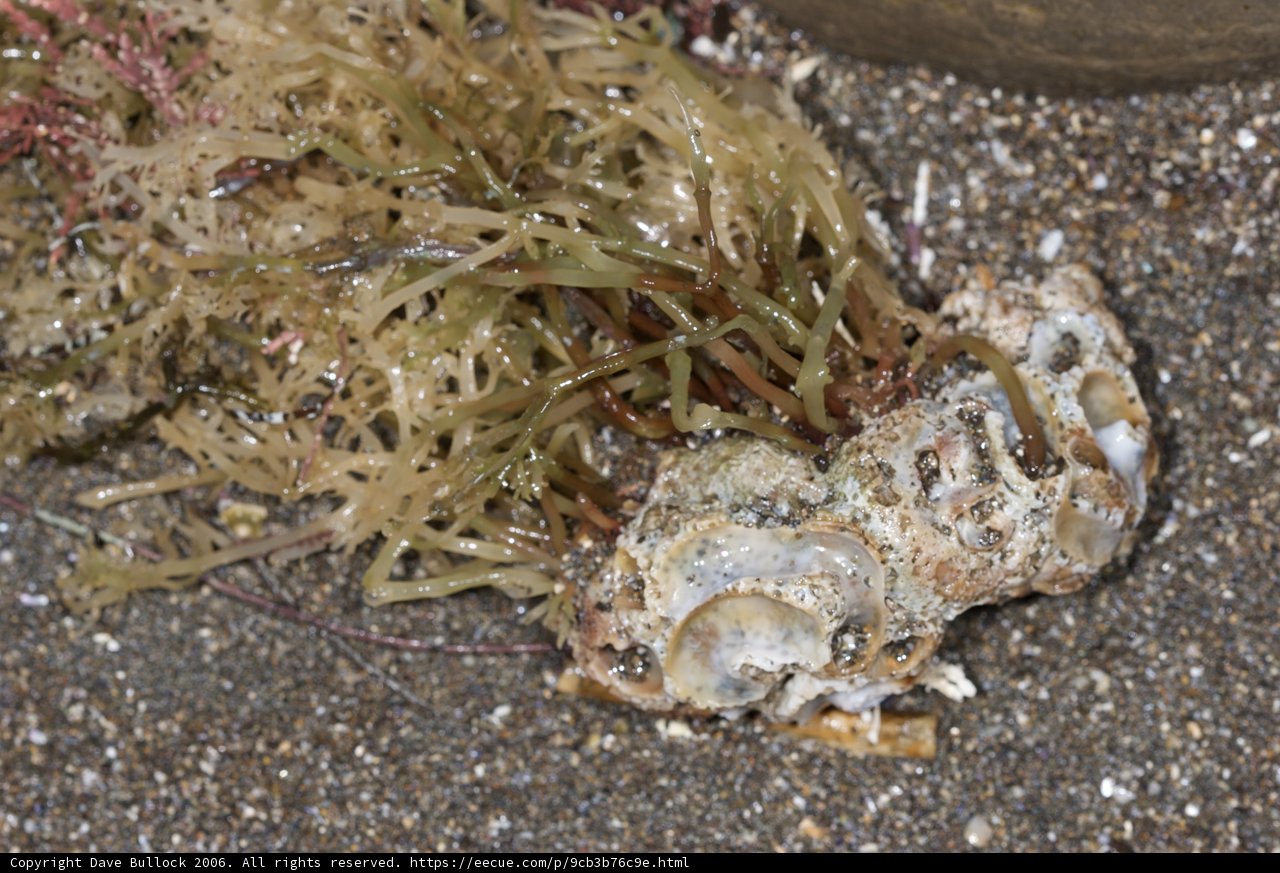 Lifeless Sea Anemone on the Shore