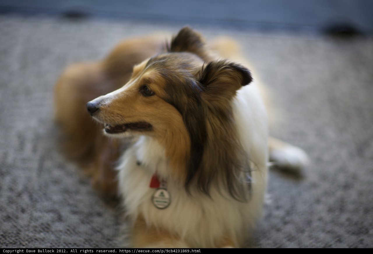 Collie with a Tag