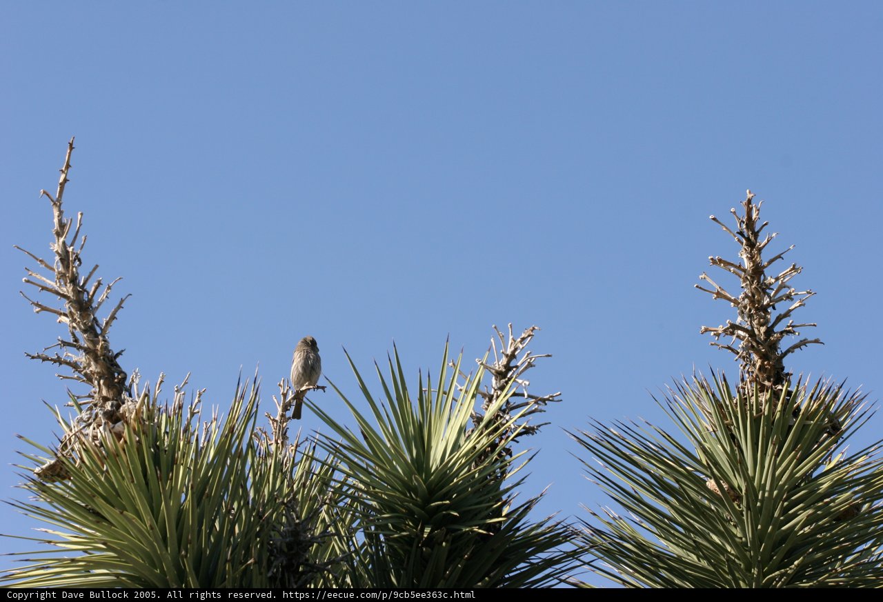 Serene Perch