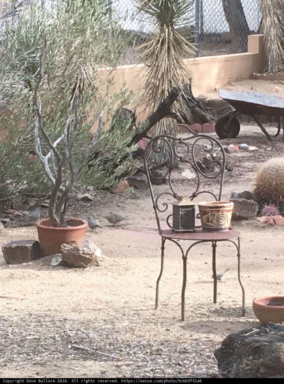Oasis in the Desert