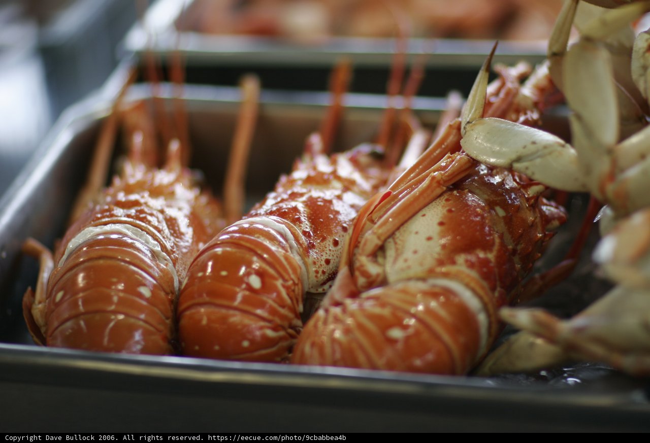 Fresh Lobsters for Lunch