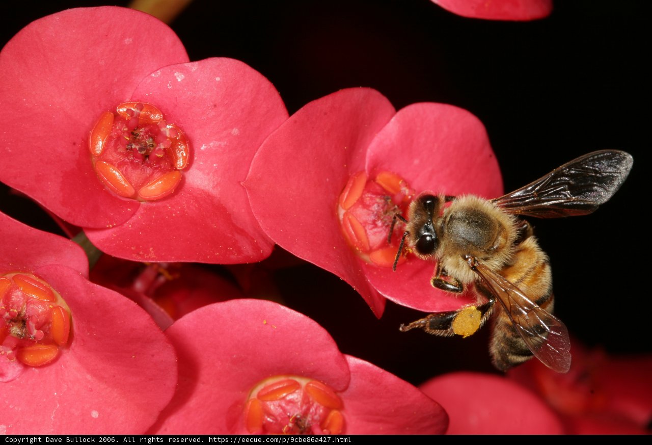 Bee on a Pink Geranium