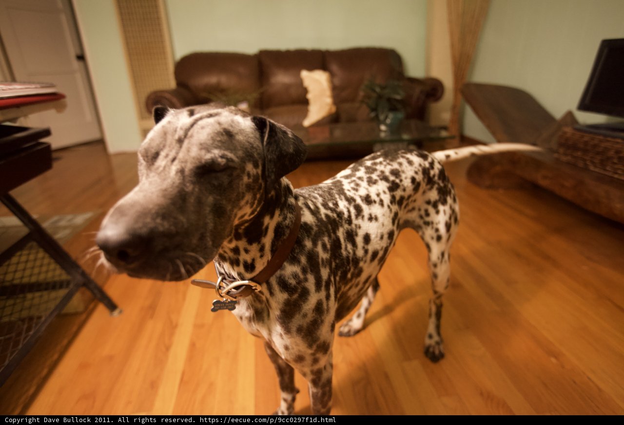 Classic Canine on Hardwood Flooring