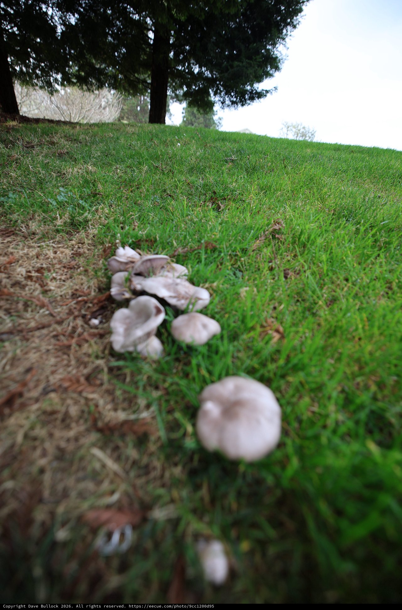 Mushroom Circle Growing on Hillside Under Evergreen Tree