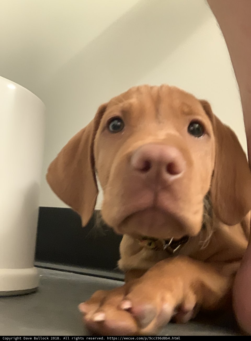 Adorable Vizsla Puppy Cuddles with Owner