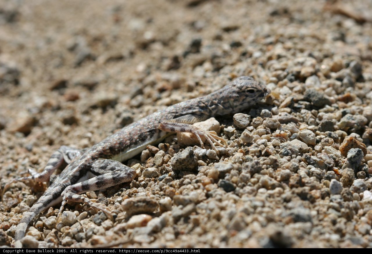 Sandy Reptile