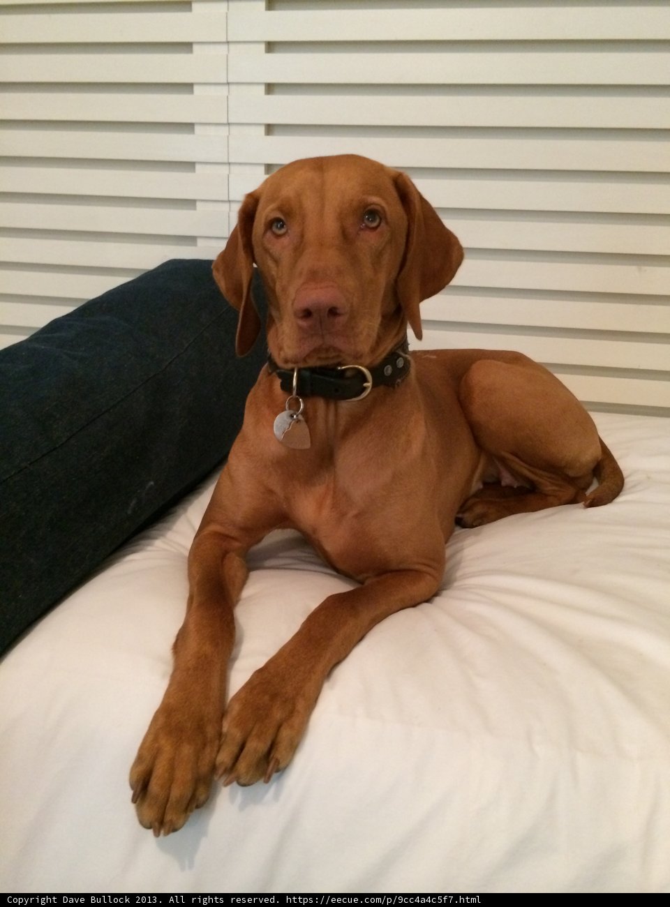 Furry Friend on a Cozy Bed