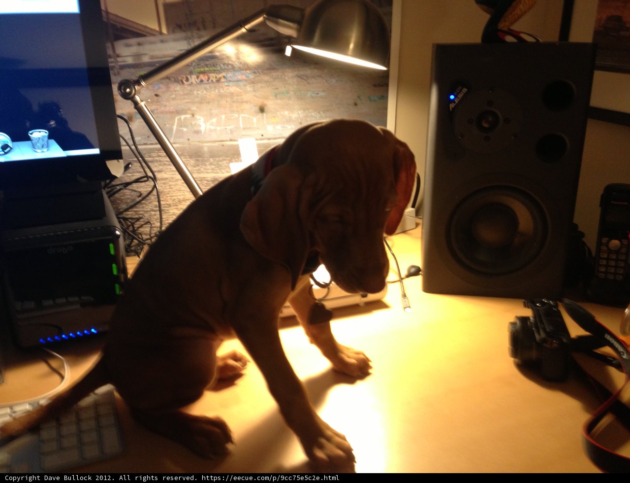 Desk Dog