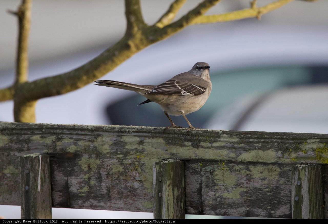 Feathered Serenity