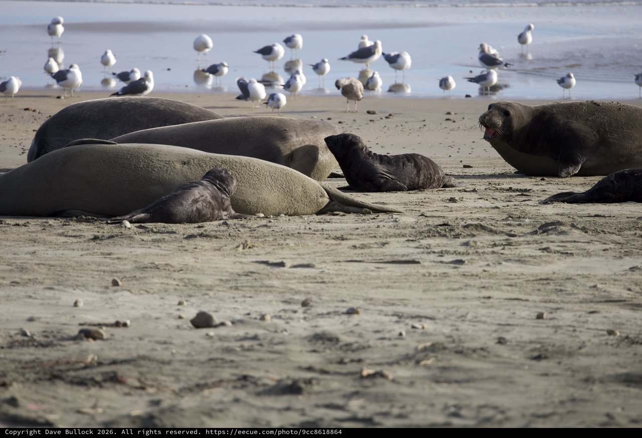 Elephant Seal Colony Resting at Drakes Beach