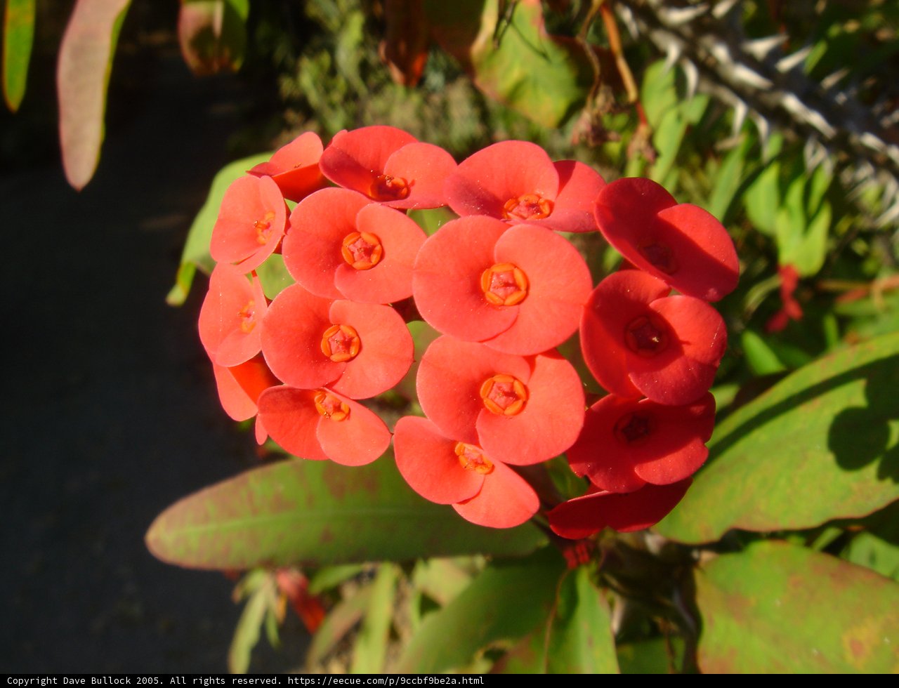 Vibrant Geranium Blossom