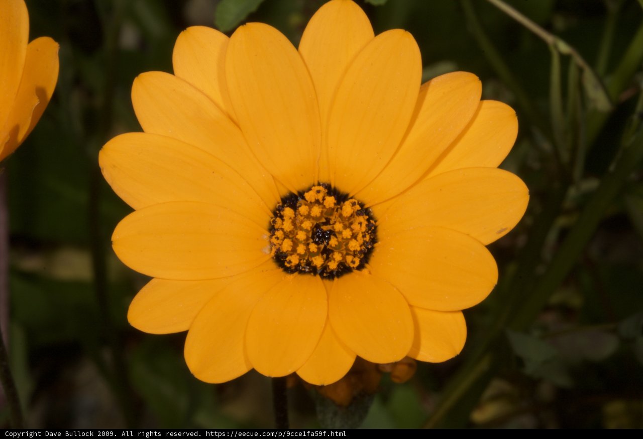Sunshine Bloom