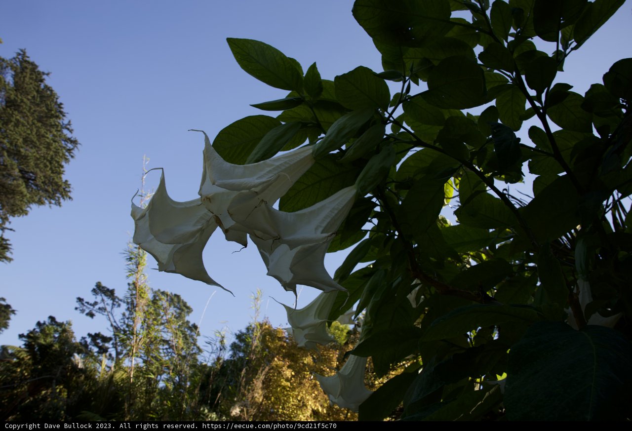 Flourishing Fauna at San Francisco Botanical Garden