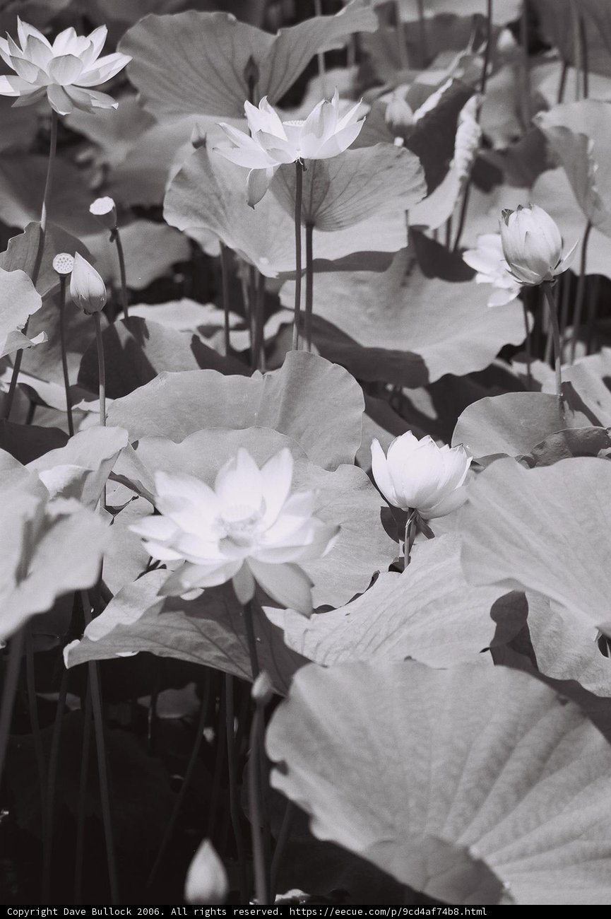 Serenity in Monochrome