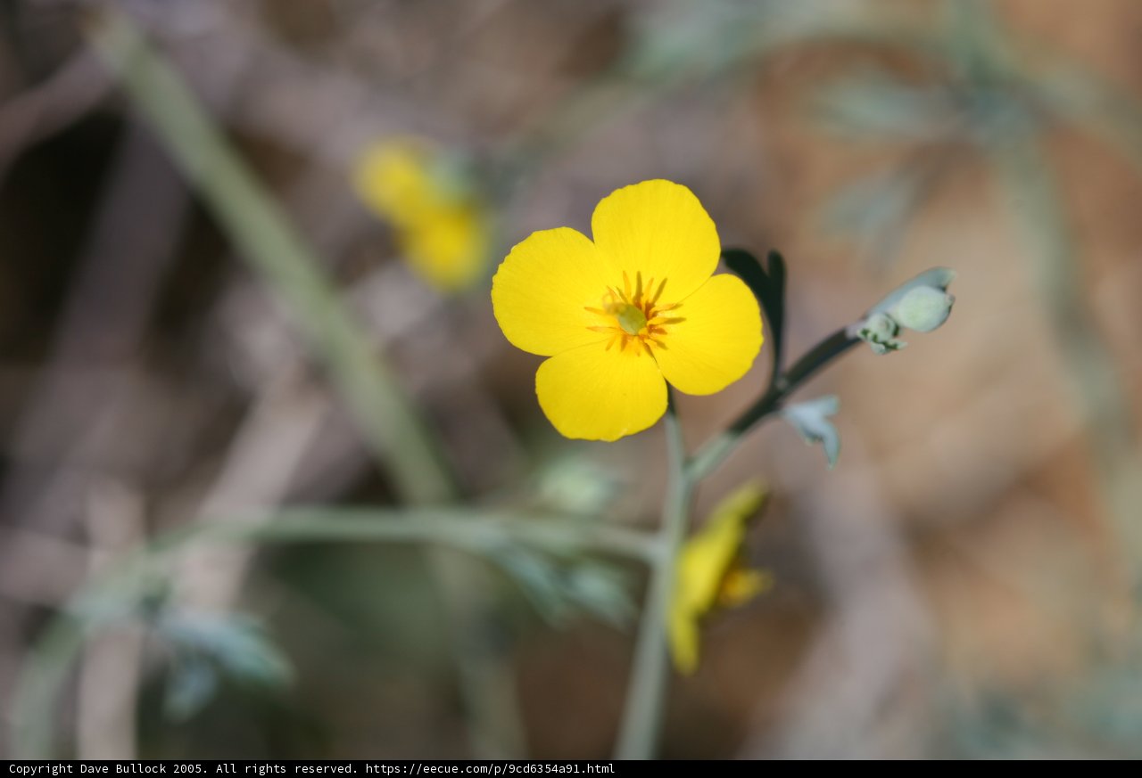 Solitary Blooms