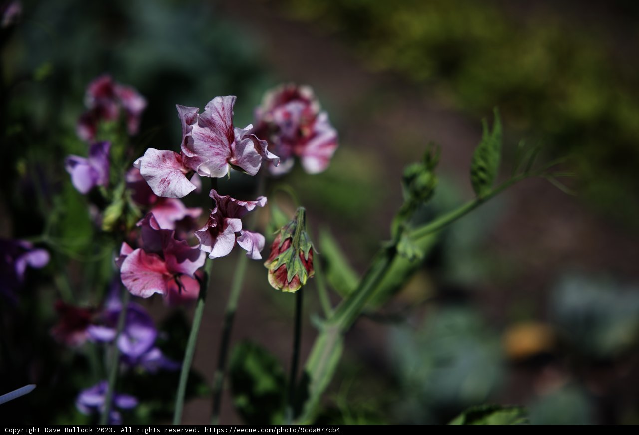 Enchanting Sweet Peas in the Garden