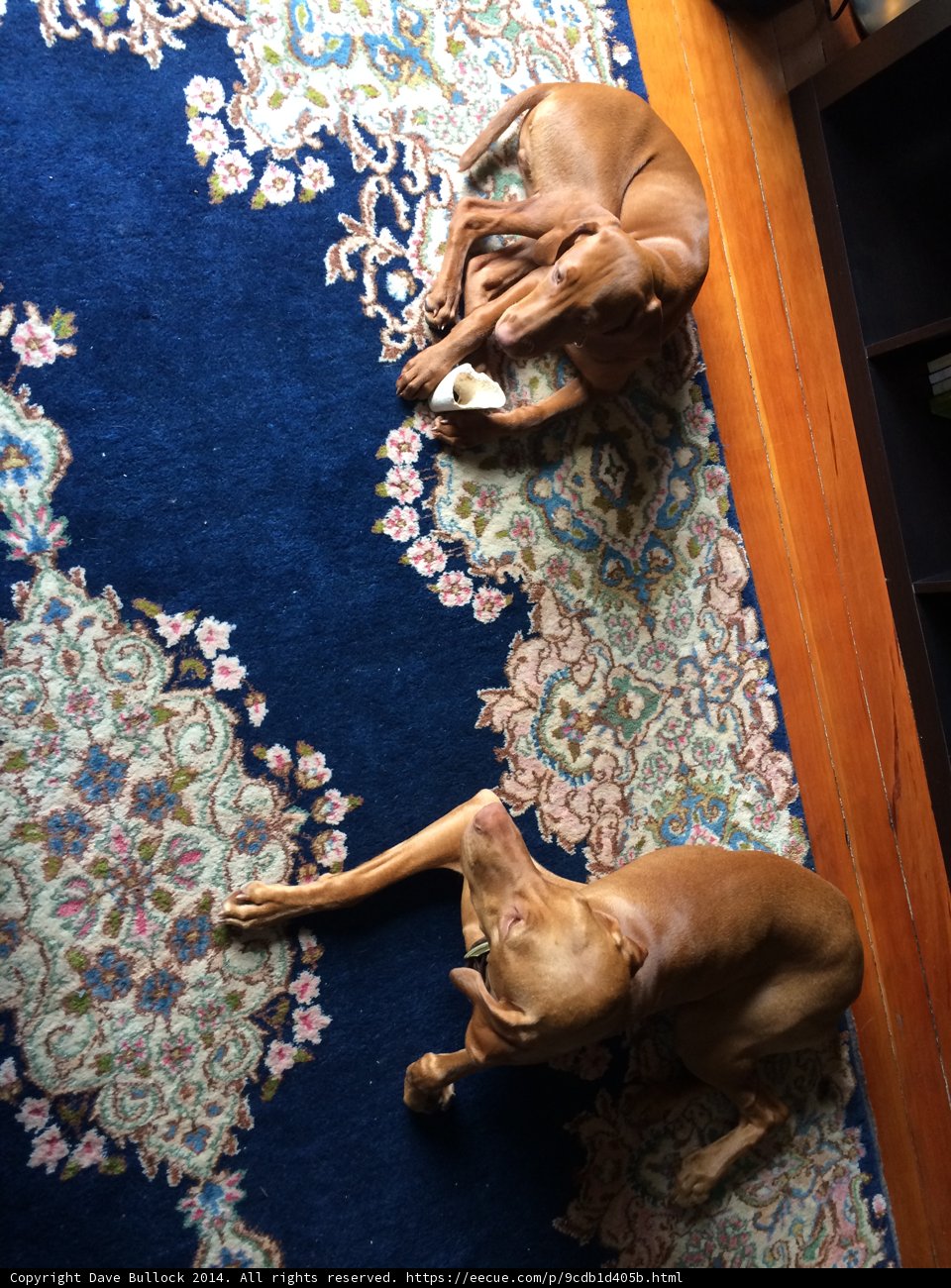 Two Canine Companions Enjoying a Cozy Space