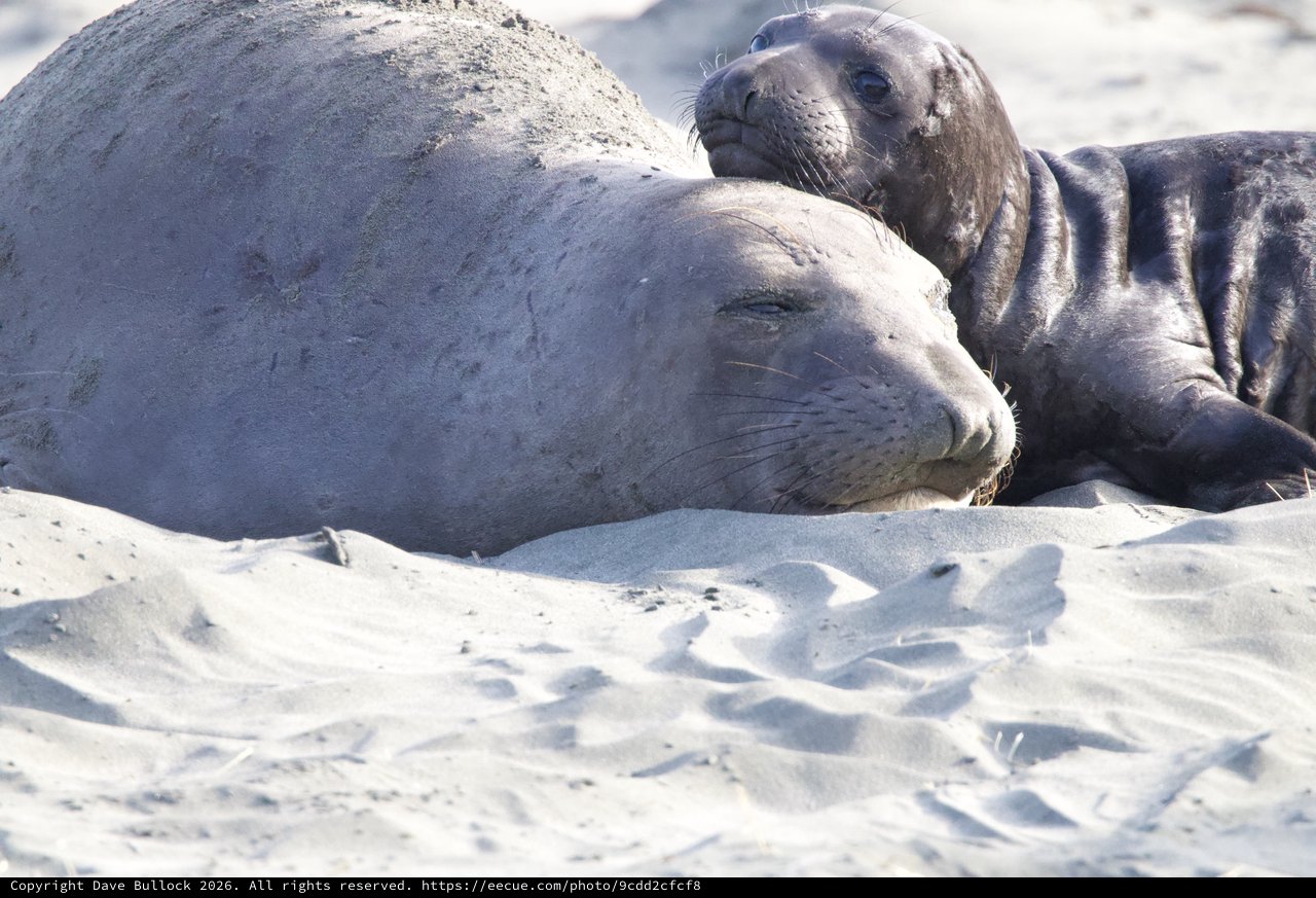 Elephant Seal Pup Resting Beside Adult on Sandy Beach