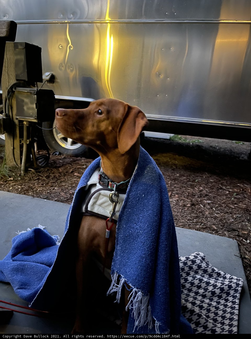 Comfy Hound in a Blanket