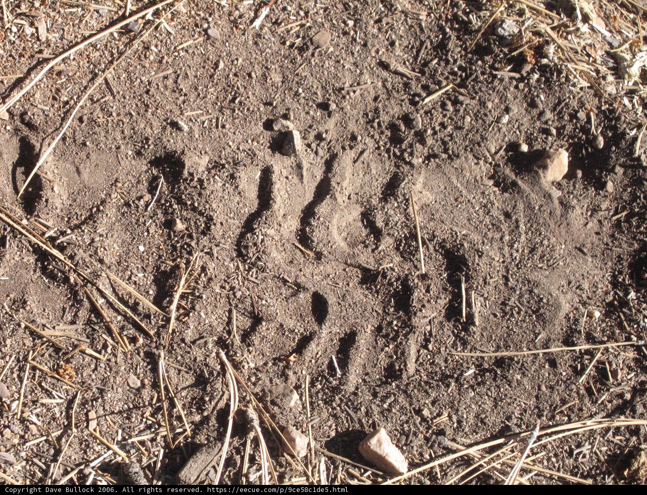 Traces of a Great Wild