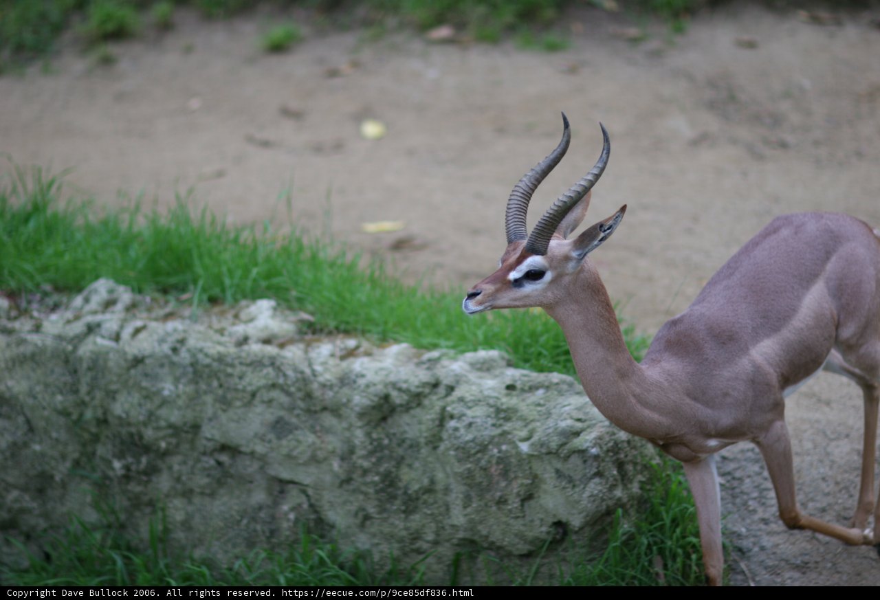 Majestic Gazelle in the Wild