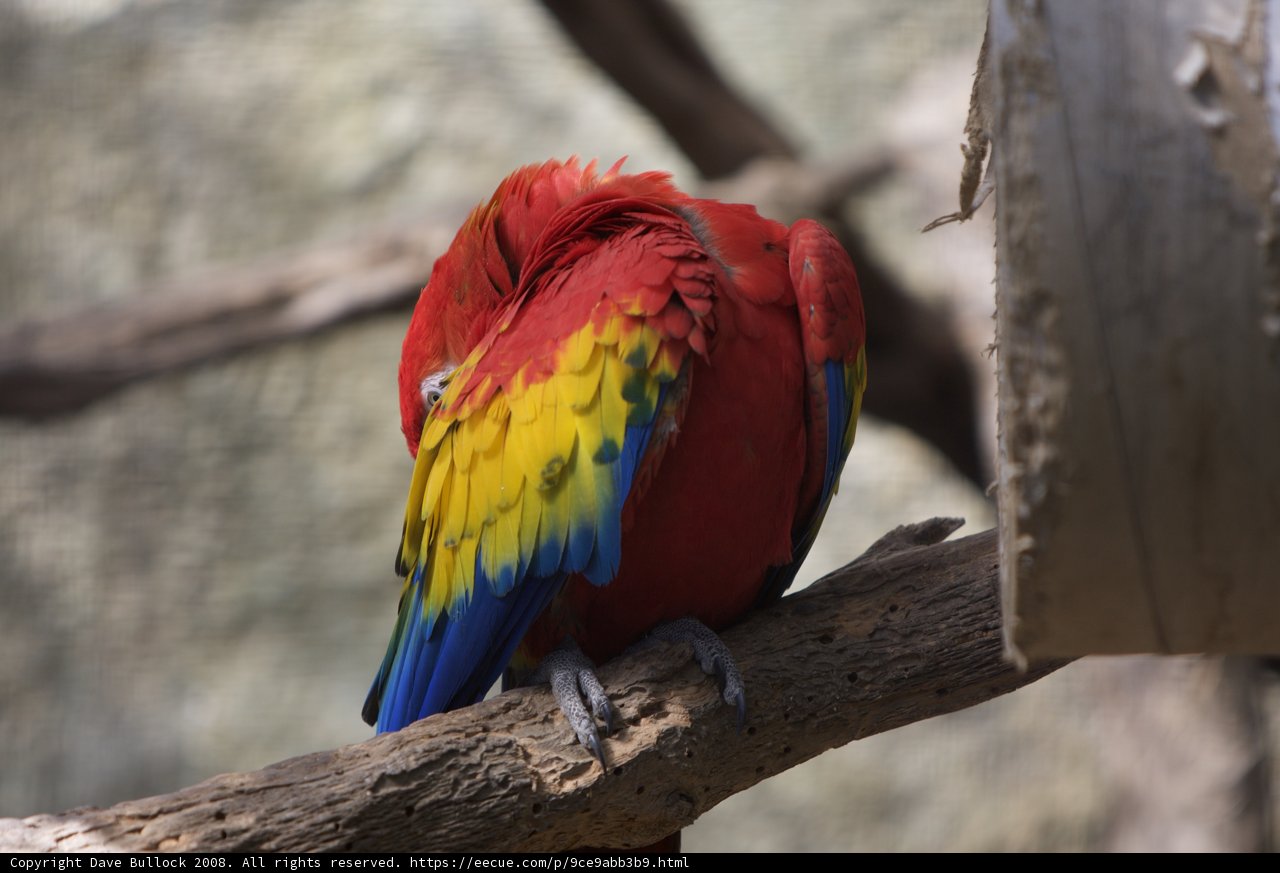 Vibrant Macaw Perched on Branch