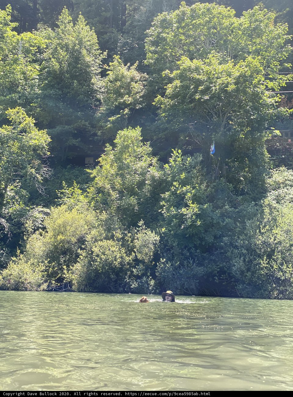 Serene Swim Amongst the Trees