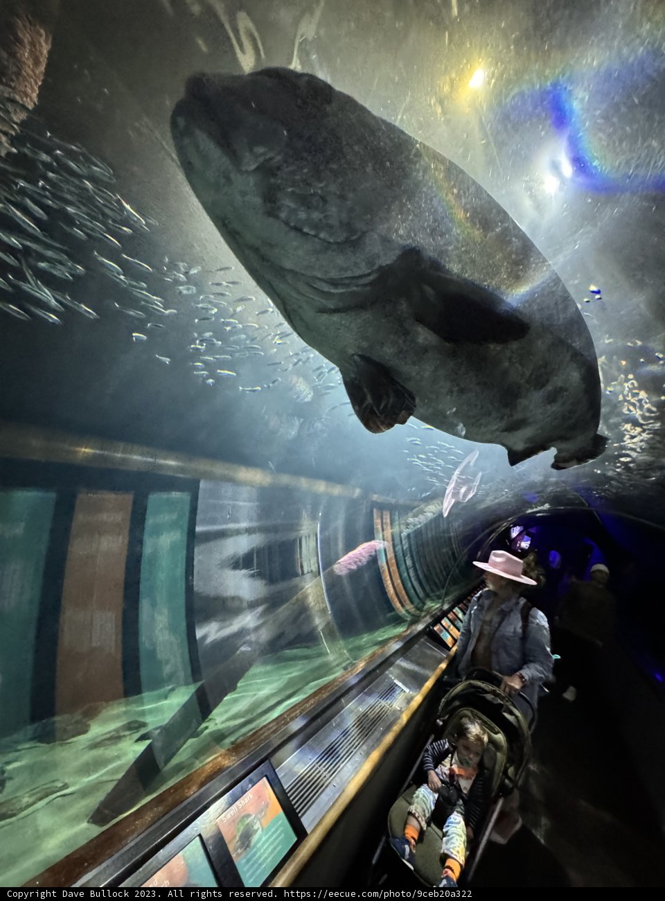 Marine Majesty: The Encounter