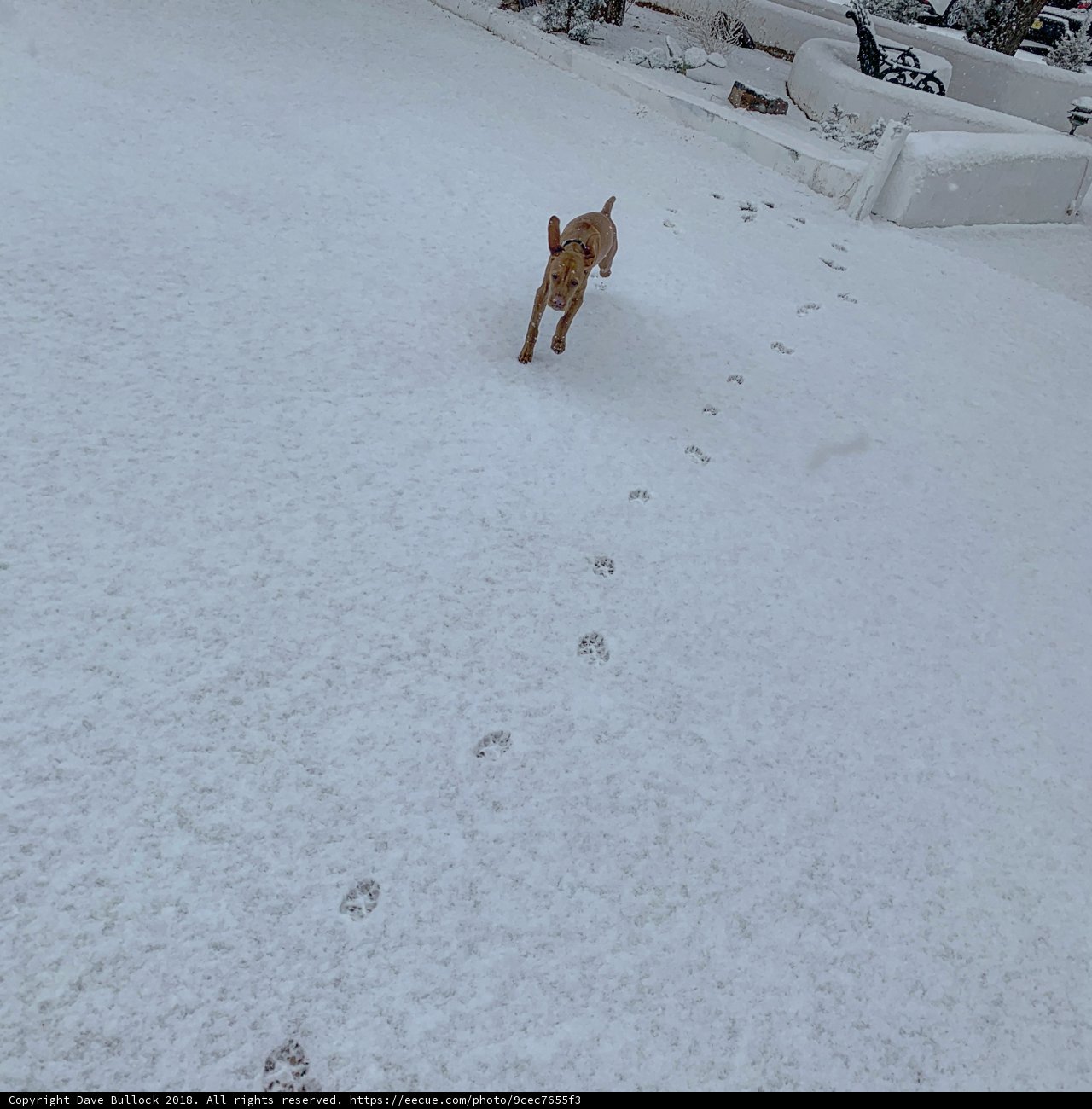 Winter Walk