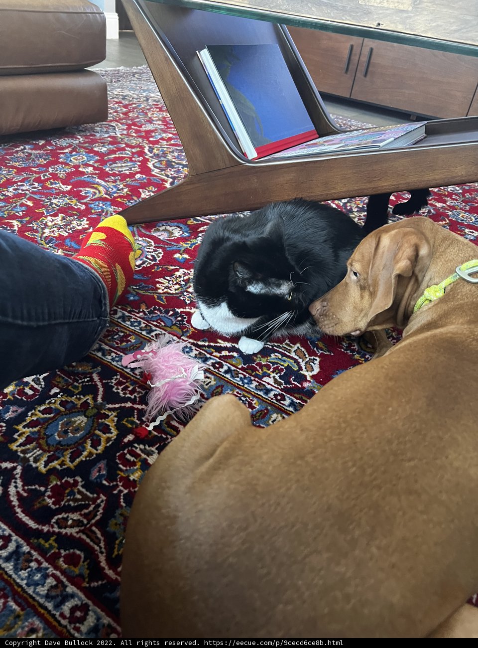 Furry Best Friends