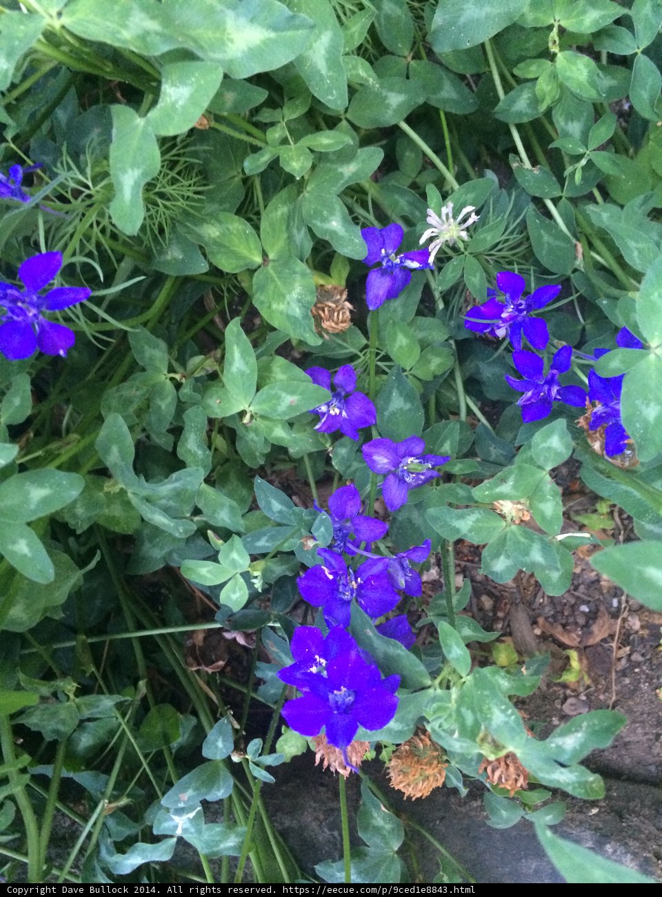 Blue Blossoms in Altadena Garden