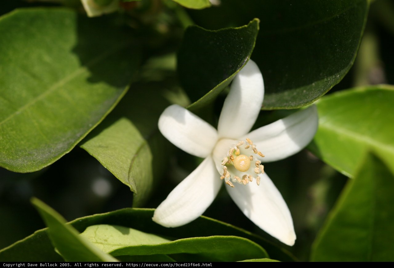 Blossoming on the Branches