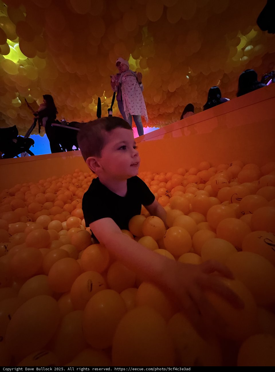 Citrus Wonderland