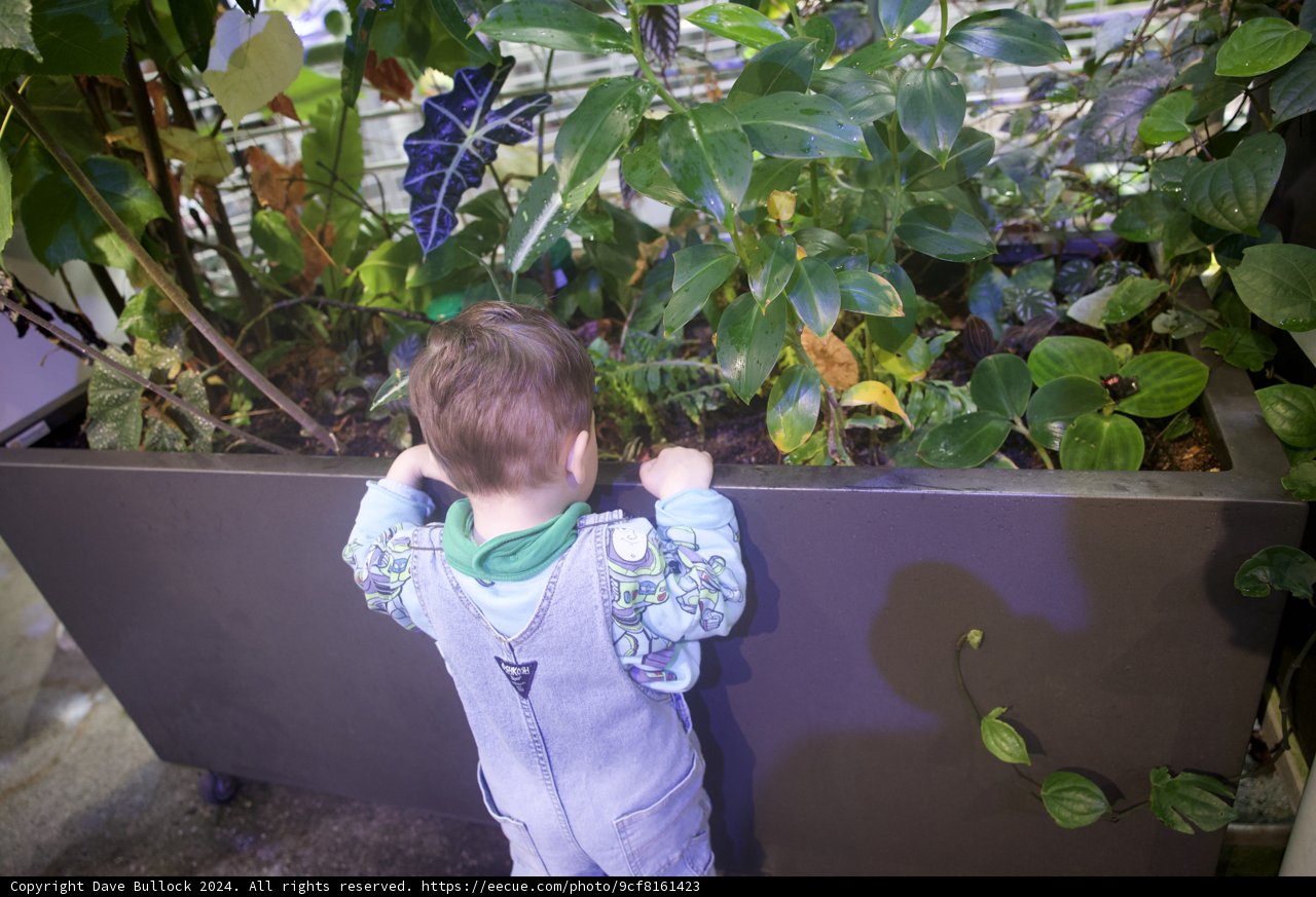 The Little Botanist