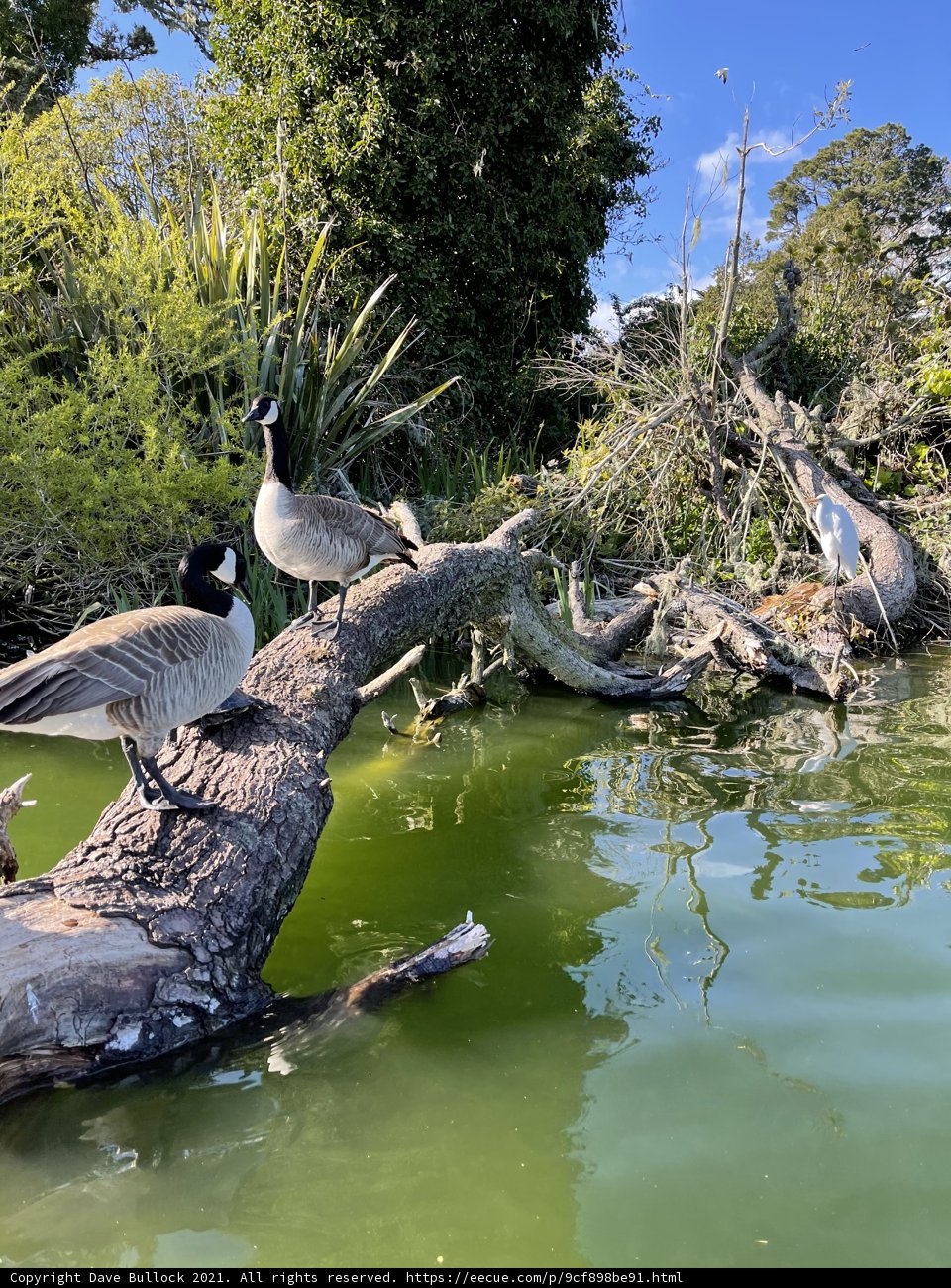 Geese Gathering on Stow Lake Log