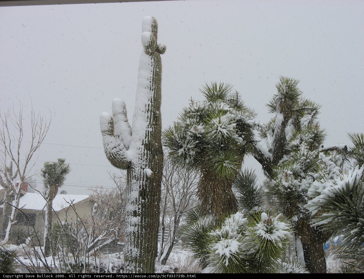 Winter Wonderland in the Desert