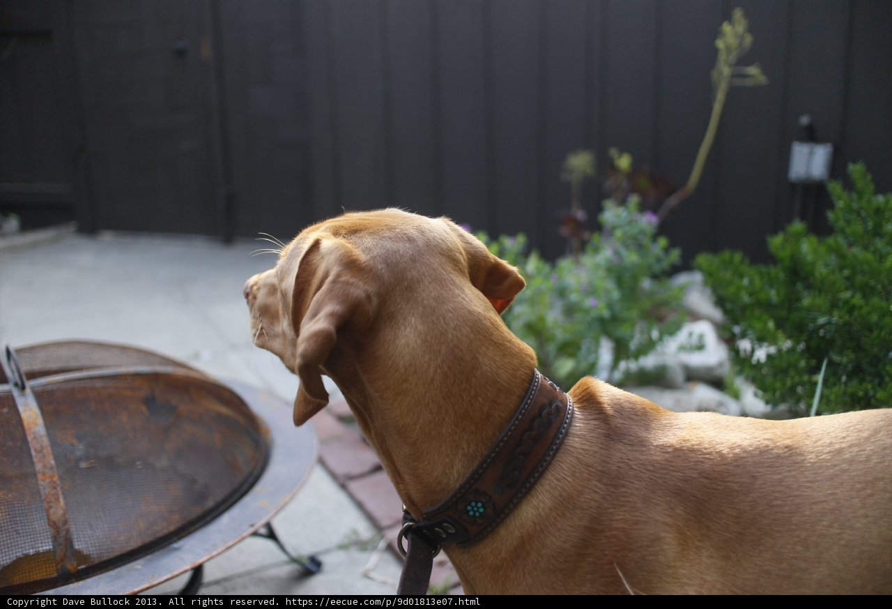 Curious Vizsla