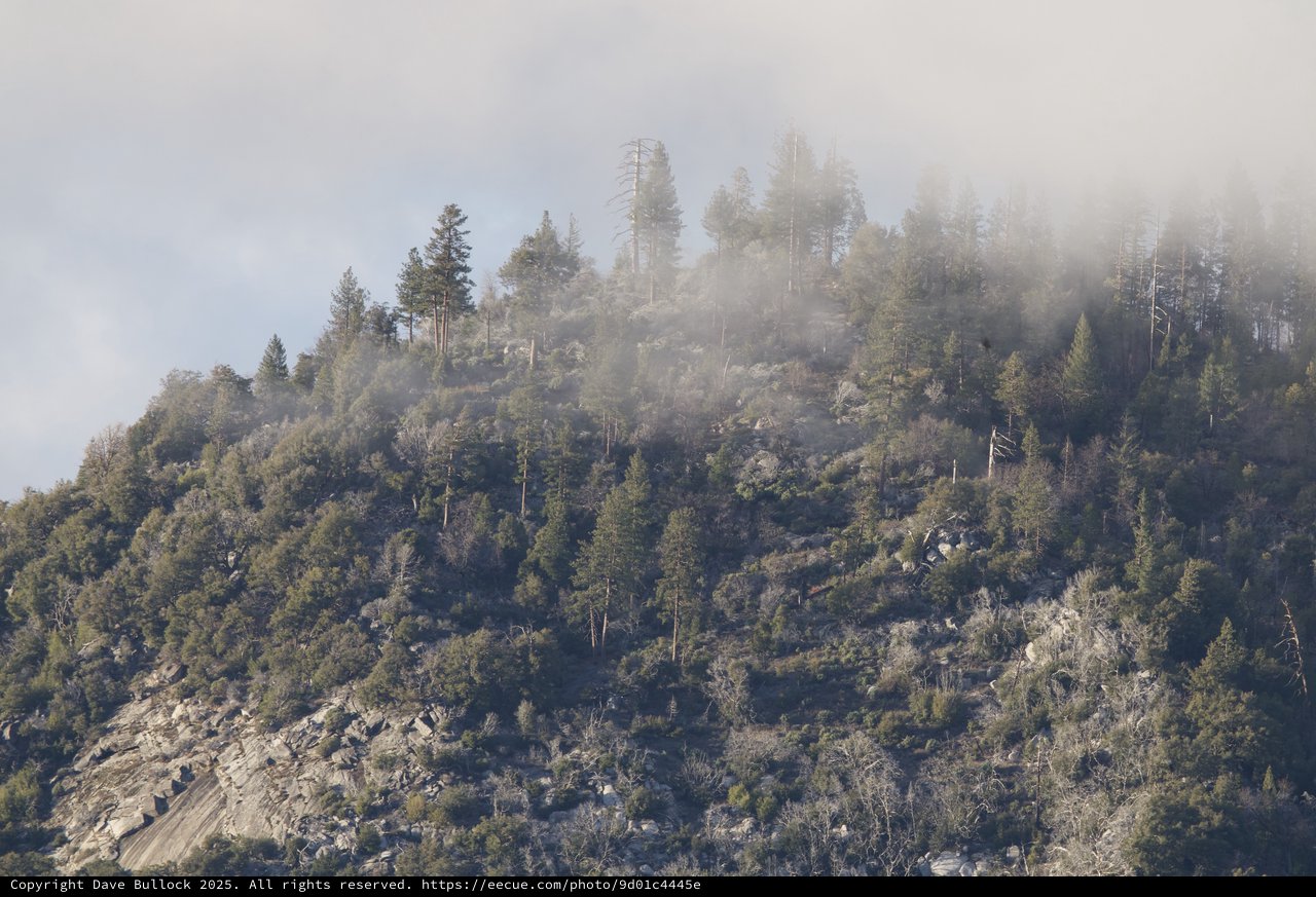 Misty Mountain Forest Ridge in Yosemite Winter