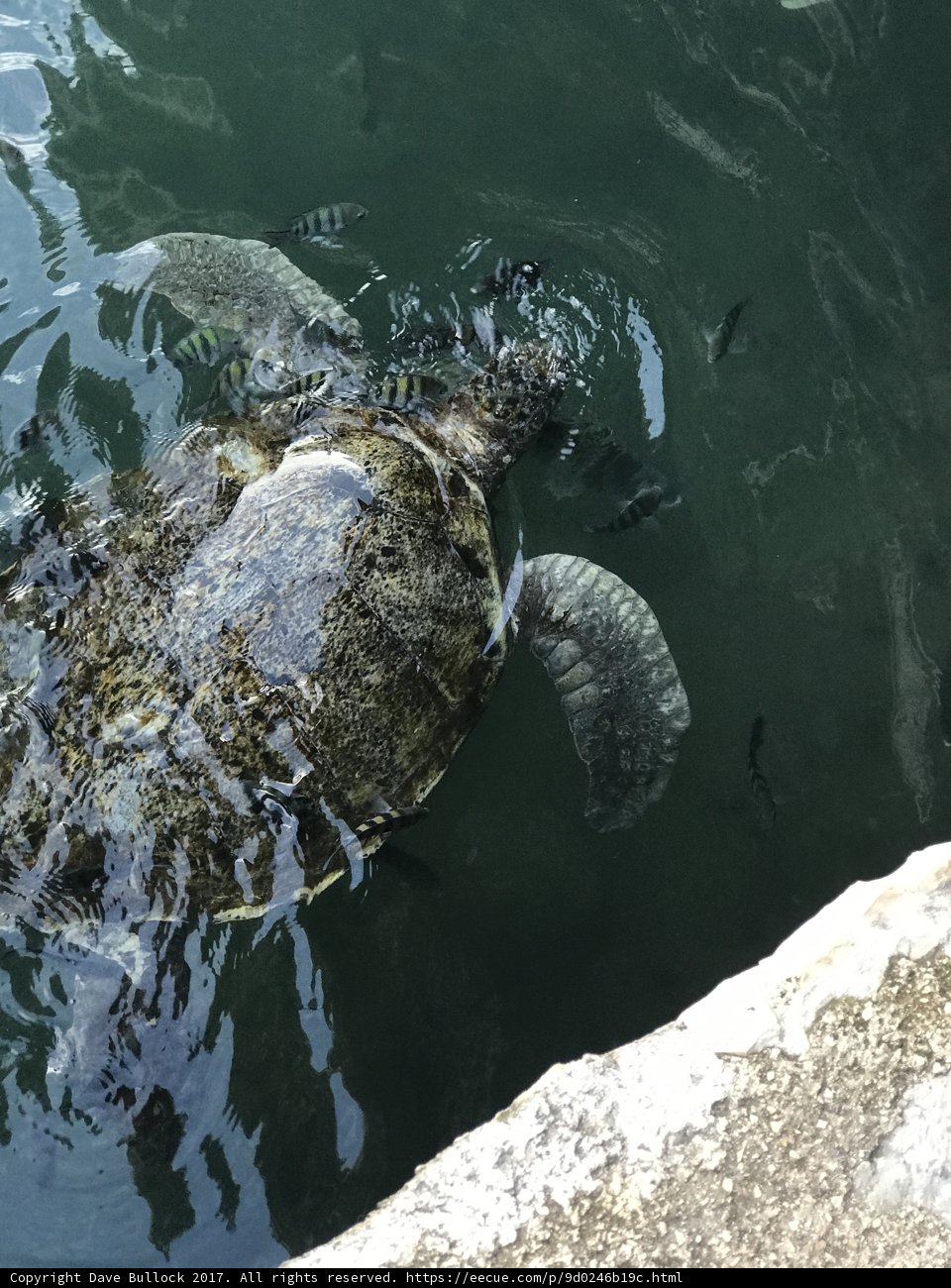 Majestic Sea Turtle