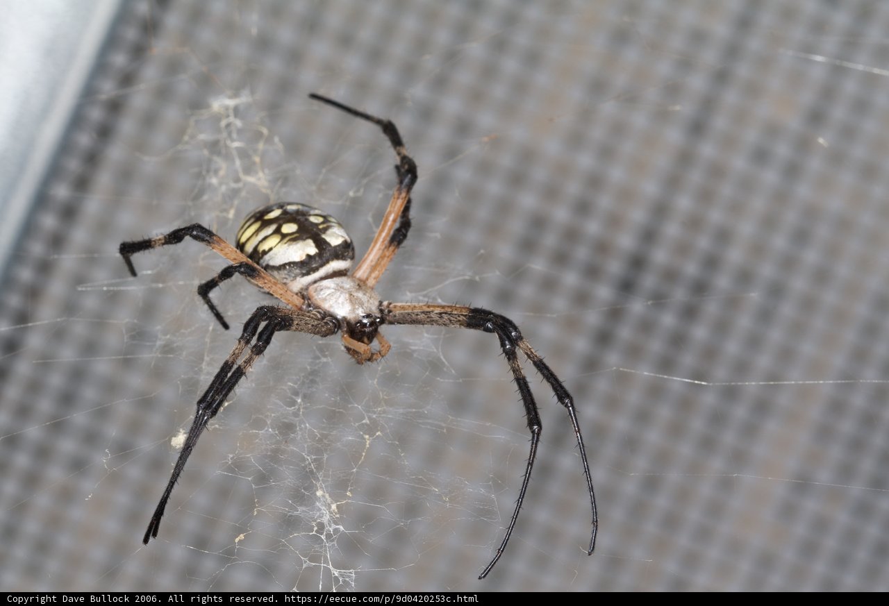 Stripes on Eight Legs