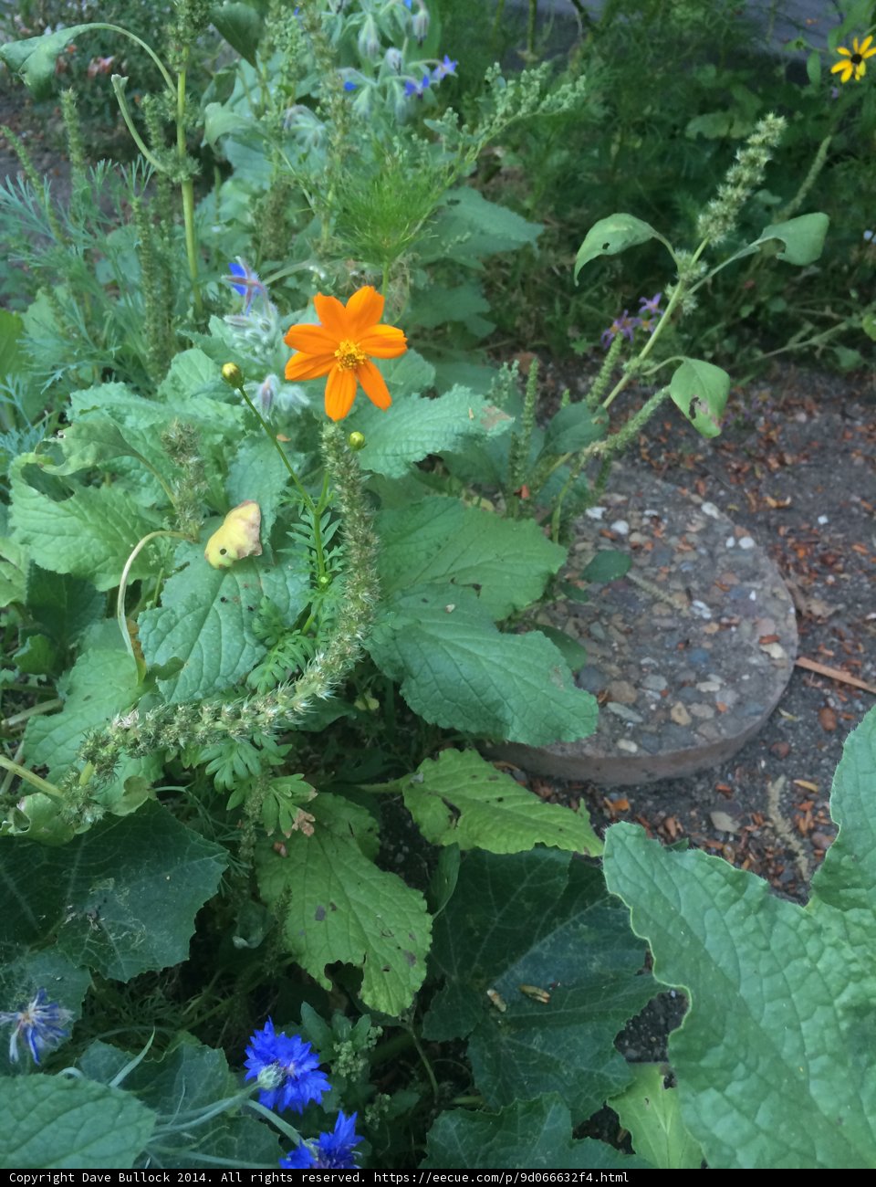 Orange Anemone in California Garden