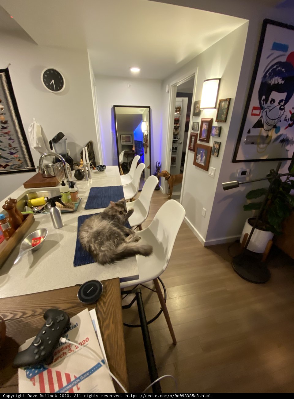 Feline Art Critic in the Dining Room