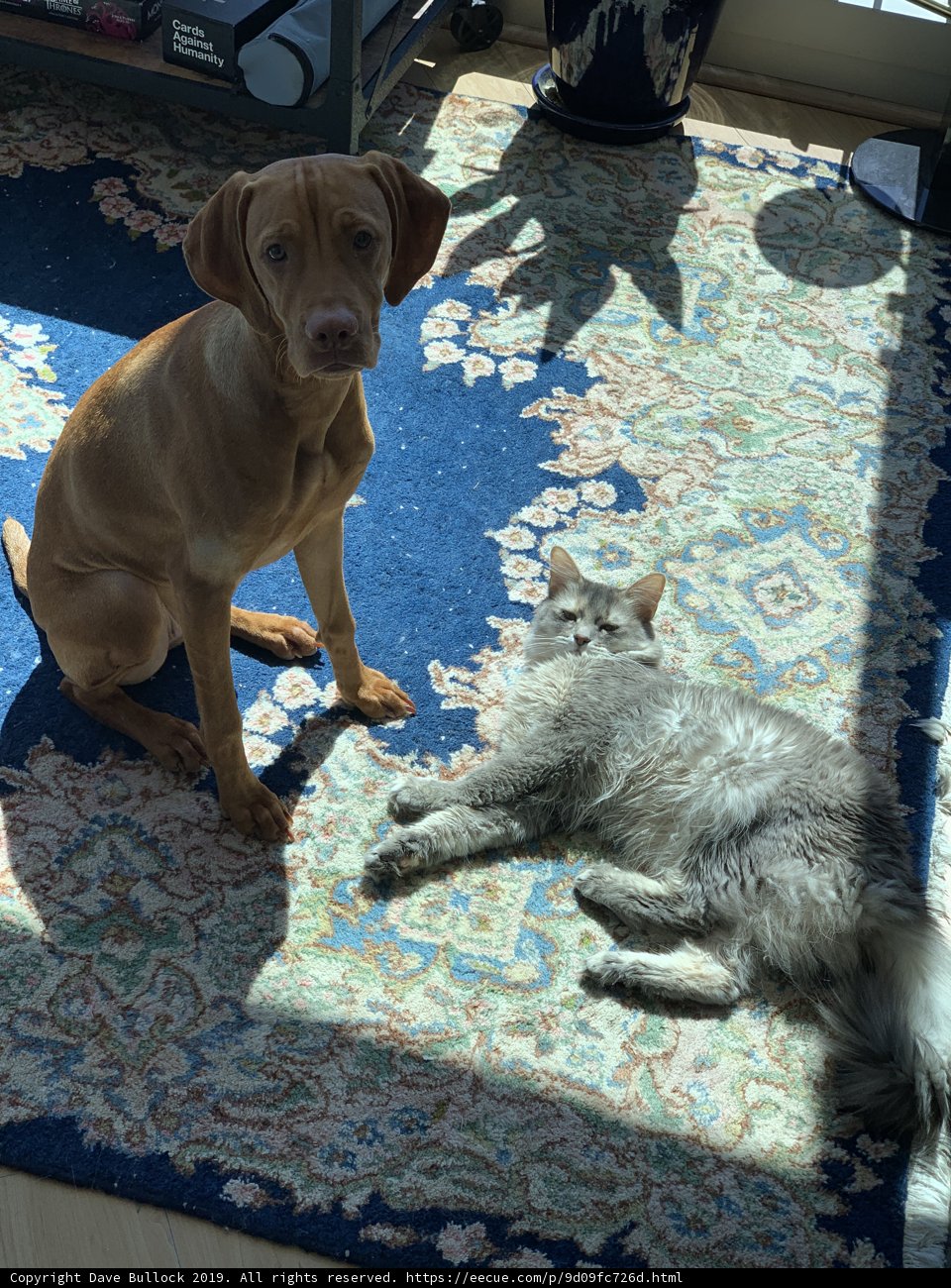 Cozy Companions