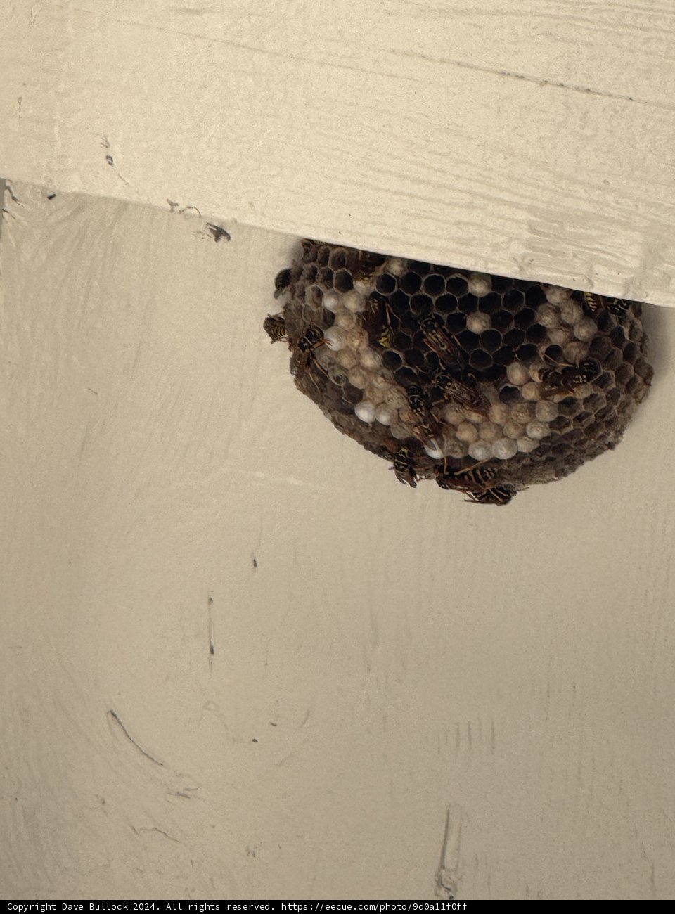 Wasp’s Domain