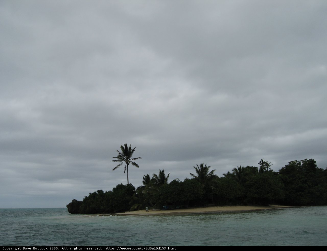 Lone Palm Tree on a Tropical Island
