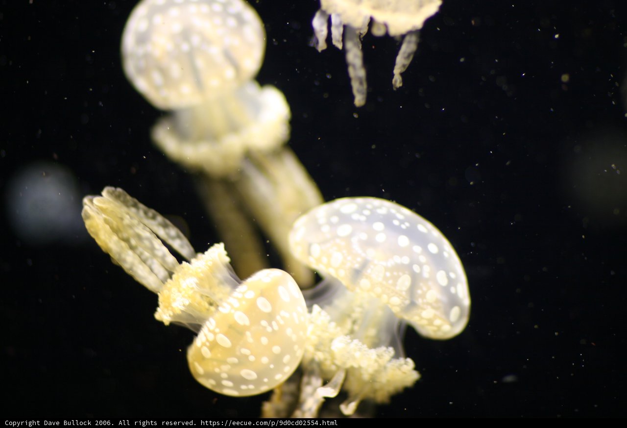 Mesmerizing jellyfish in the tank