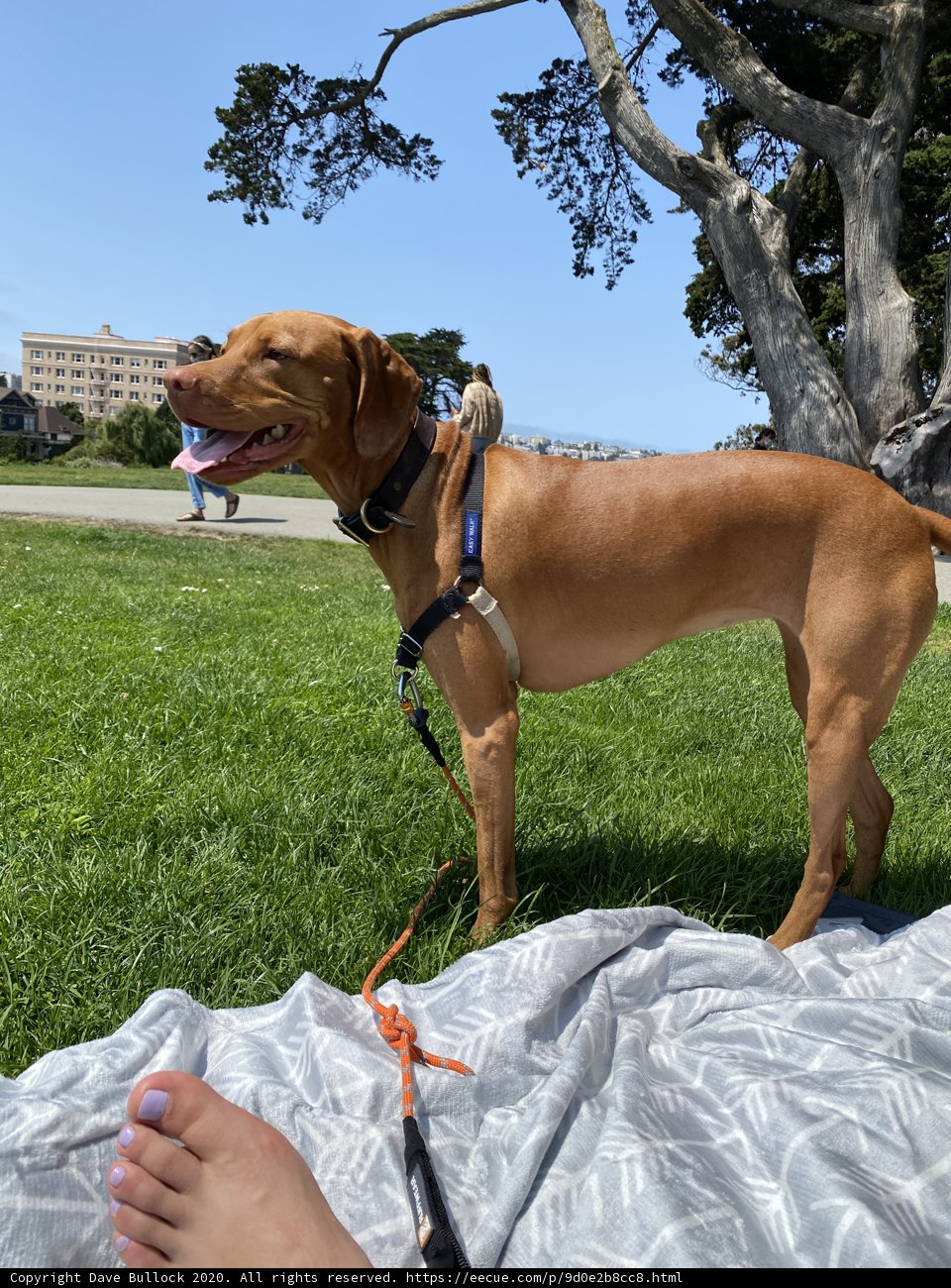 Canine Summer Fun